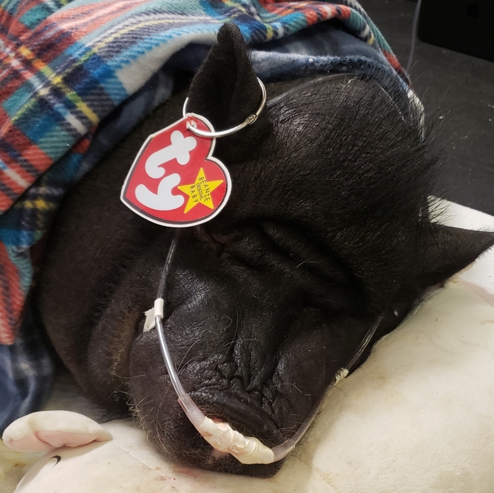 All Proceeds Go To Pig Margaret's Vet Bills